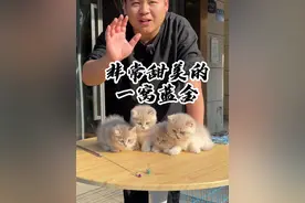 今天的这一窝蓝金渐层 有没有长到你心里面去？#壮实说猫 #蓝金 #银渐层