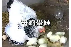 母鸡带娃 春天到了，可爱的小鸡宝宝也出身了#观赏鸡 #孵小鸡视频封面