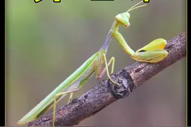 野外抓到一只螳螂宝宝，饲养两个月的过程，挺有意思的... #昆虫视频封面