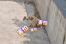 泳池里来了个大老鼠#主人派出猫狗鸡团队上阵捕鼠不料“全军覆没” （来源：@小贺子 ）视频封面