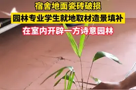 宿舍地面瓷砖破损，园林专业大学生就地取材造景填补，将破旧地板改造成微型景观。视频封面