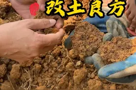 桉树地又瘦又板结，什么方法能够改良成一片沃土？#生物活力栽培法 #桉树 #土壤改良视频封面