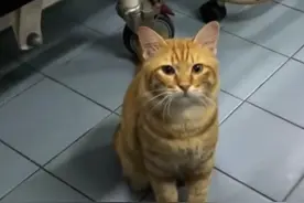 流浪小猫知恩图报，前来看望生病住院的女子！ #感动 #流浪猫视频封面