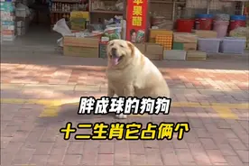 “胖狗狗胖狗狗” 胖成煤气罐的狗狗#拉布拉多 #狗狗 #胖狗狗视频封面