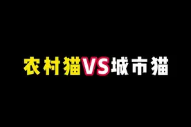 一方水土养一方喵~！ #内容过于真实 #猫咪 #农村猫 #城市猫 #养猫人视频封面