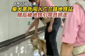 #柴犬意外闯入广兰路地铁站 随后被地铁引导员抓走视频封面