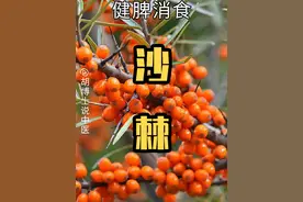 沙棘 #沙棘 #胡博士说中医