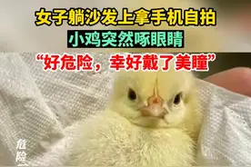 女子躺沙发上拿手机拍自己睫毛，不料小鸡突然啄眼睛，“好危险，幸好戴了美瞳”视频封面