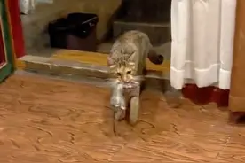 猫：人心啊，为何如此冷漠！？ 这是我给你的爱啊！#猫的礼物 #猫 #猫咪的迷惑行为视频封面
