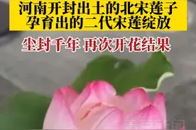 6月18日，浙江杭州，据浙视频报道，河南开封出土的北宋莲子，孕育出的二代宋莲绽放。尘封千年，再次开花结果。视频封面