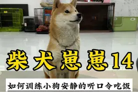 怎么训练小狗安静的听口令吃饭 #训犬 #上海训犬师 #柴犬视频封面
