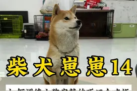 怎么训练小狗安静的听口令吃饭 #训犬 #上海训犬师 #柴犬视频封面