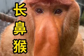 长鼻猴，因其扁又长的鼻子而出名！ #长鼻猴 #科普 #涨知识
