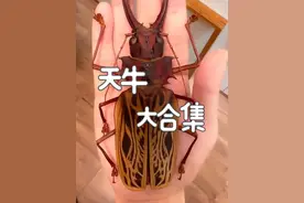 跟着悟空认识17种天牛 #昆虫 #奇趣自然 #神奇动物在抖音 #昆虫记 #天牛