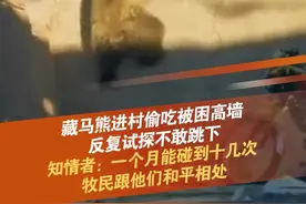 近日，青海果洛。一位牧民回家途中偶遇两只藏马熊，正在从院墙翻出，由于院墙比较高，反复试探一直没敢跳下，最后从小矮墙离开，知情者说，他们是偷吃完出来的，一个月能碰到十几次，牧民们跟他们和平相处。#藏马熊 #翻墙 #野生动物 #动物趣事 #抖音dou热门 @抖音短视频视频封面