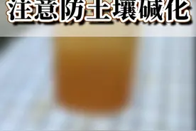 养茶花，水分充足的前提下，再做好土壤调酸，没毛病 #花卉绿植 #种植小技巧 #园艺生活视频封面