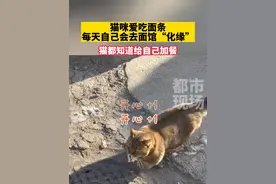 猫咪爱吃面条，每天自己会去面馆“化缘”！#猫咪  #这操作都看傻了  #动物的迷惑行为 #神奇动物在抖音 来源：@槟榔和石榴