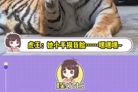 虎王：她小手摸我脸……嘿嘿嘿~#老虎 #相亲视频封面