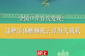 全国口岸首次发现！这种活体蜥蜴被云浮海关截获 #云浮视频封面