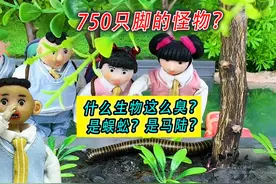 750只脚的怪物？原来是蜈蚣的亲戚！ #马陆百科 #脚最多的昆虫