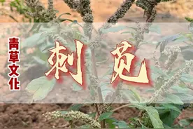 刺苋#植物科普 #潮汕青草视频封面