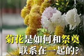 菊花是如何和祭奠联系在一起的？菊花的本来含义究竟是什么？#菊花 #菊花展视频封面