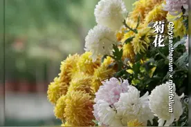 菊花是如何和祭奠联系在一起的？菊花的本来含义究竟是什么？#菊花 #菊花展