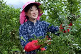 小小的花椒不仅扎手，还扎鞋底，摸起来满身刺，可是它却无比娇贵，更是餐桌上的灵魂！#乡村守护人 #新农人计划2023 #青花椒猪蹄视频封面