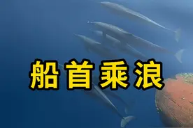 船首乘浪，海豚出现在船头的行为！ #船首乘浪 #科普 #涨知识视频封面
