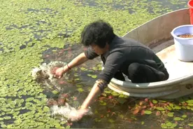 你吃的“滑溜溜”的菜，原来是这样采摘的！（供稿：建德融媒体）#浙江dou知道 视频封面
