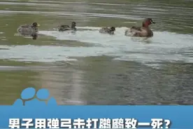 男子用弹弓击打䴙䴘一家五口致一死？派出所：已接到报警 在处理视频封面
