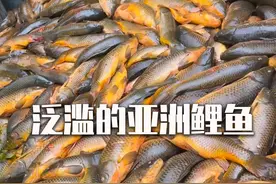 亚洲鲤鱼在美国泛滥成灾，吃也吃不完，杀也杀不绝 #亚洲鲤鱼 #物种入侵 #涨知识视频封面
