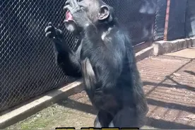 动物园里猩猩“手语”和游客交流，隔着玻璃比划“谢谢 吃不了”网友：一个听懂了 一个看懂了视频封面