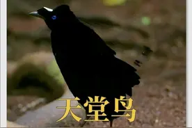 试问如何挑选男朋友，请按这个标准来！ #爱情 #天堂鸟 #动物世界视频封面