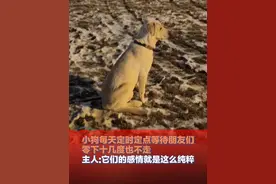 12月27日（发布时间），吉林，#小狗每天定时定点等待朋友们，零下十几度也不走，主人:它们的感情就是这么纯粹视频封面