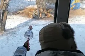 1月12日， 黑龙江哈尔滨，游客20元买肉喂老虎，老虎熟视无睹哈欠连天，“我都给你们喂反胃了！”#大猫 #东北虎 #神奇动物在抖音