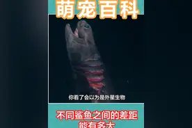鲨鱼居然还有这么多种类！！！ #海洋知识讲解 #科普知识 #海洋生物视频封面