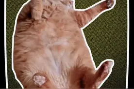 为什么不要养橘猫 #内容启发搜索 #橘猫 #田园猫 #养猫人 #铲屎官视频封面