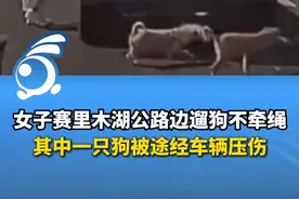 女子赛里木湖公路边遛狗不牵绳，其中一只狗被途经车辆压伤，女子狂拍打车窗、哭闹并扇司机耳光，目击者：遛狗不牵绳 不知真爱狗还是假爱狗。