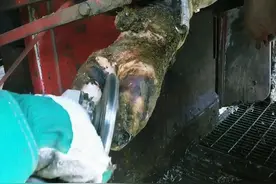 修牛蹄子溃烂长蛆虫完整版视频，非常解压！ #修牛蹄解压视频