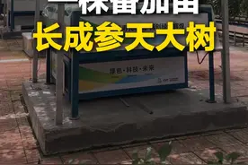 4月20日 山东寿光。一株番茄苗长成冠幅面积150平方米的番茄树 单株年产6000斤。