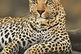 花豹被村民围殴 #野生动物零距离 #神奇动物在抖音 #社会奇闻视频封面