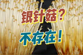 被严重误解的金针菇，白色和黄色都是金针菇，不存在所谓银针菇