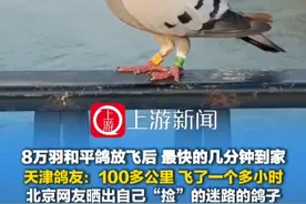 9月4日（采访时间），北京，#8万羽和平鸽放飞后最快的几分钟到家 天津鸽友：100多公里 飞了一个多小时 北京网友晒出自己“捡”的迷路的鸽子视频封面