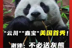 旅美大熊猫“云川”“鑫宝”在圣迭戈动物园正式公开亮相！中国驻美大使谢锋：不必送灰熊，美国小朋友的梦想也成真了。#驻美大使 #旅美大熊猫 #谢锋 #驻美大使视频封面