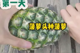 #菠萝头 #种植菠萝 #菠萝蜜熟了 用菠萝头真的能种出菠萝吗视频封面