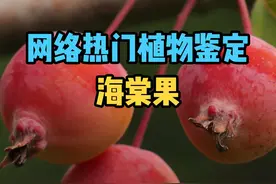 网络热门水果鉴定之海棠果 #水果 #奇特的水果 #植物科普 #知识大拜年 #海棠果视频封面