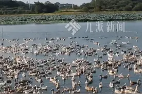 湖北90三兄弟一年卖出1亿枚皮蛋（一）：14岁辍学养鸭，鸭蛋滞销时研究做皮蛋，腌制桶从12个到4000多个，年产值3亿元，“儿时的梦想是当老板，让全世界吃上中国皮蛋”视频封面