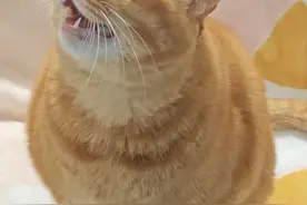 怎么转身又是一阵心痛… #萌宠出道计划 #猫咪 #转身即心痛 #万物可爱计划 #怎么转身又是一阵心痛视频封面