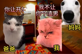 当爸妈半夜闯进我房间 #猫meme #猫meme小剧场 #搞笑 #抽象 #万万没想到视频封面